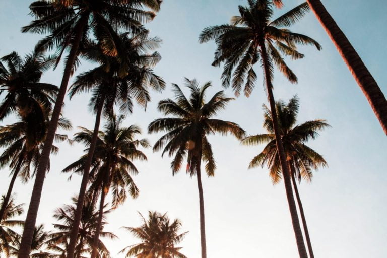 Coconut trees with sunlight